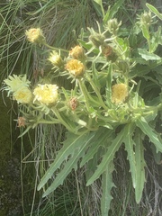 Schlagintweitia intybacea