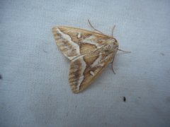 Caripeta angustiorata