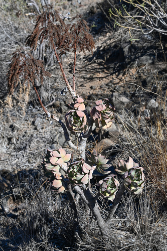 Aeonium percarneum