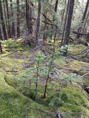 Picea jezoensis jezoensis