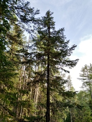 Picea jezoensis jezoensis