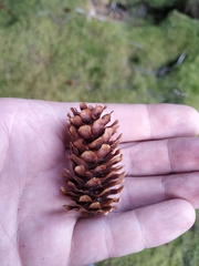 Picea jezoensis jezoensis