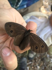 Cercyonis oetus