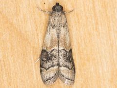 Euzophera vinnulella