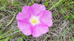 Ipomoea hartwegii