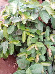 Ficus sur