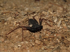 Paraphrynus carolynae