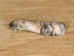 Euzophera vinnulella