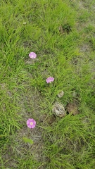 Ipomoea hartwegii