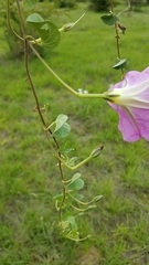 Ipomoea hartwegii