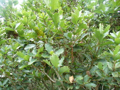 Quercus sebifera