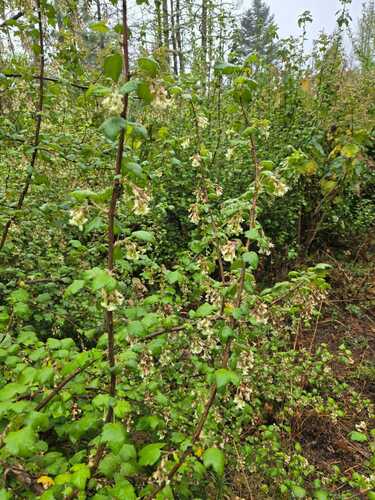 Ribes ciliatum (Ribes ciliatum)