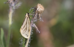 Setina aurita