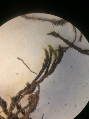 Racomitrium macounii alpinum