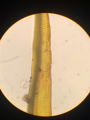 Racomitrium macounii alpinum