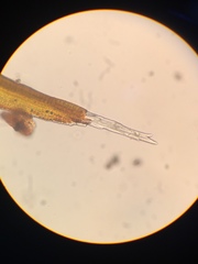 Racomitrium macounii alpinum