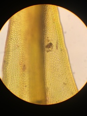 Racomitrium macounii alpinum