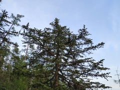 Picea jezoensis jezoensis