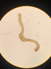 Racomitrium macounii alpinum