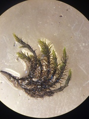 Racomitrium macounii alpinum