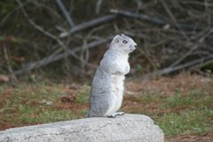 Sciurus niger cinereus