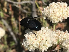 Copestylum violaceum