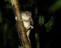 Smoky Flying Squirrel photo 4