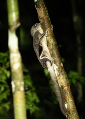 Smoky Flying Squirrel photo 5