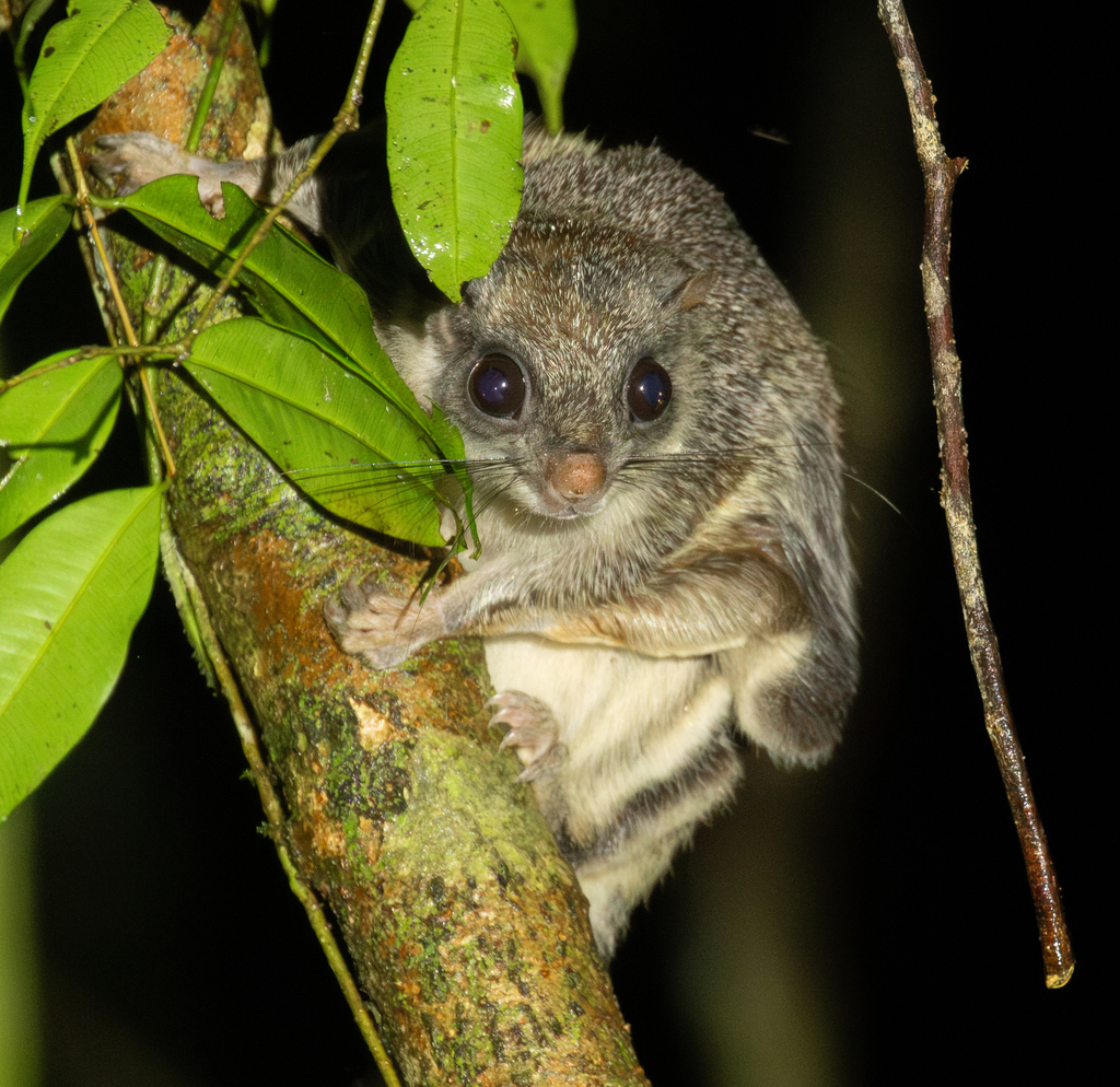 Smoky Flying Squirrel