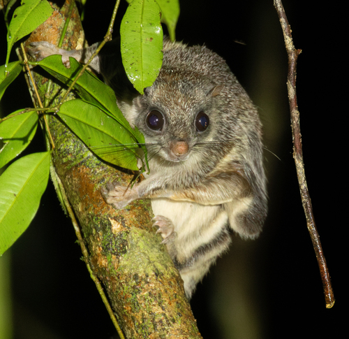 Smoky Flying Squirrel (Pteromyscus pulverulentus) — Endangered Mammalia