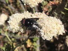 Copestylum violaceum
