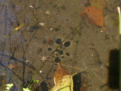 Limnoporus rufoscutellatus