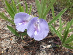 Clitoria guianensis