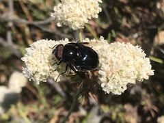 Copestylum violaceum