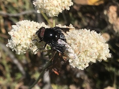 Copestylum violaceum
