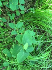 Lonicera dioica