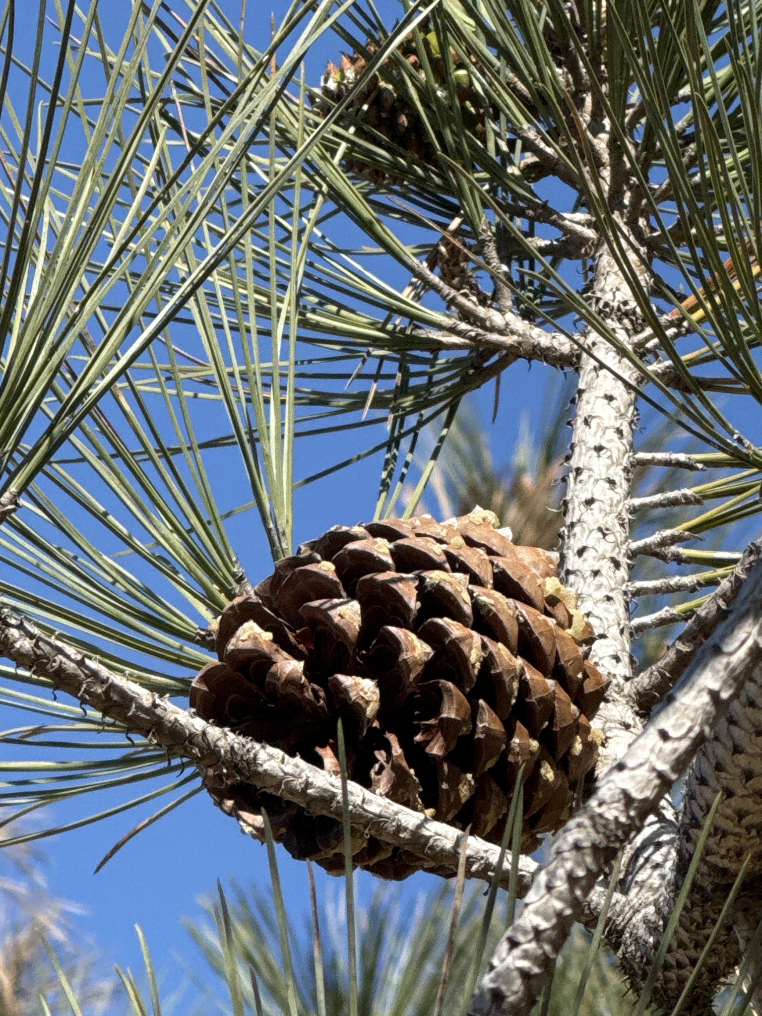 Pinus torreyana