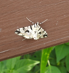 Conchylodes salamisalis