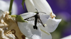 Synanthedon tipuliformis