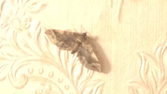 Pelurga comitata
