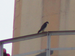 Falco peregrinus