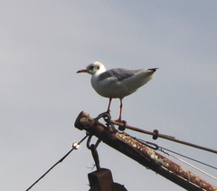 Chroicocephalus ridibundus