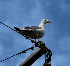 Larus michahellis