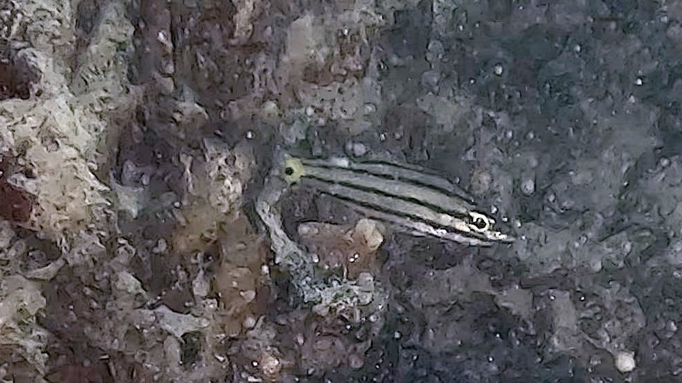 Dusky-tailed cardinalfish (Cheilodipterus isostigmus) — Apogonidae
