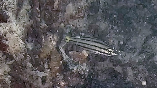 Dusky-tailed cardinalfish (Cheilodipterus isostigmus) — Apogonidae