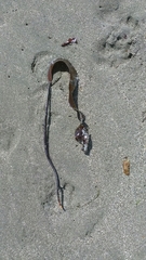 Laminariaceae