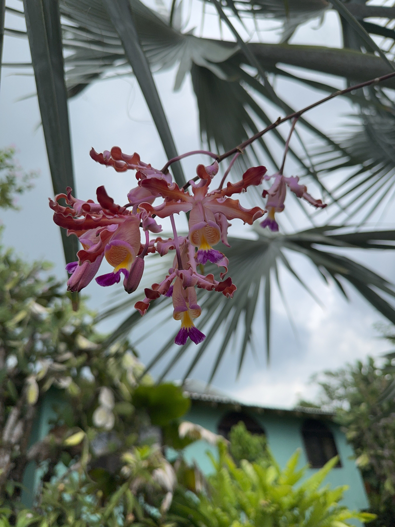 Foto de Orquídea-trombeta