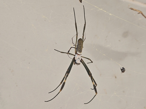 Golden Silk Spider