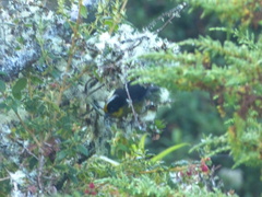 Atlapetes pallidinucha