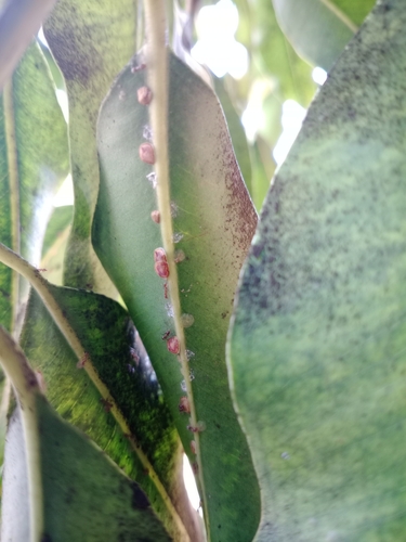 Pyriform Scale photo 3